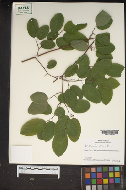 Berchemia scandens image