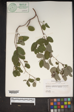 Berchemia scandens image