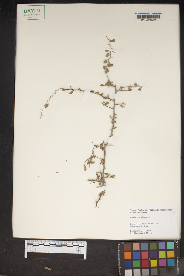 Condalia obovata image