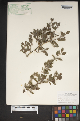 Sarcomphalus obtusifolius image