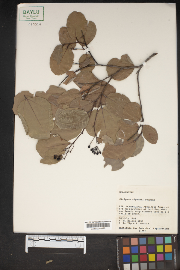 Ziziphus rignonii image
