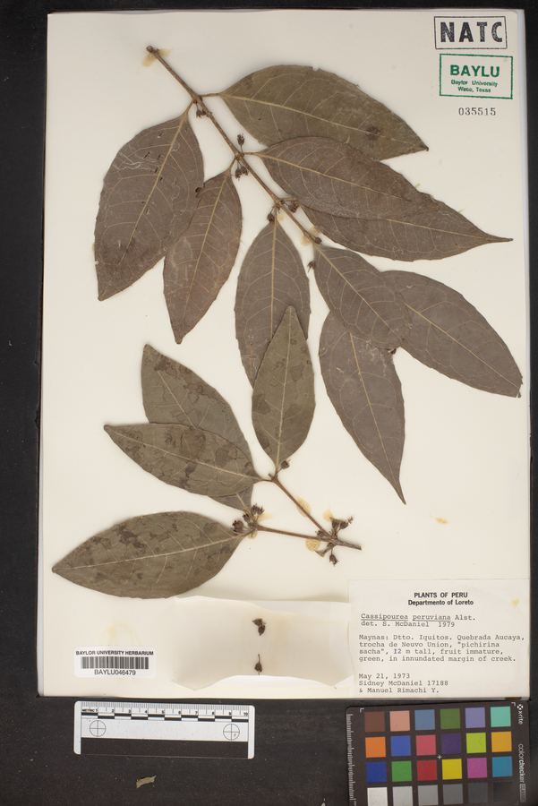Cassipourea peruviana image