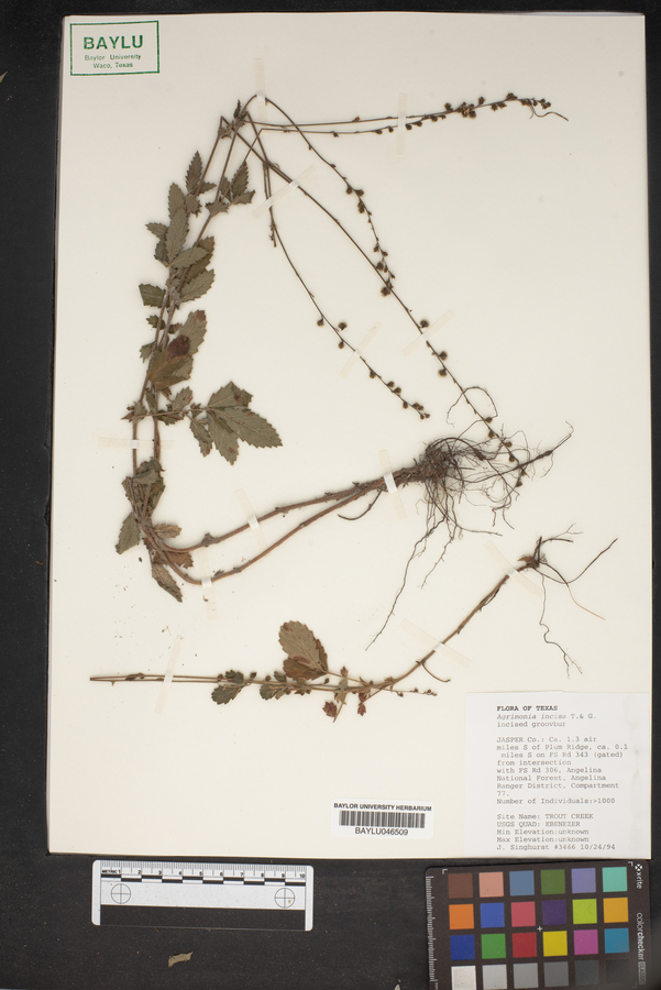 Agrimonia incisa image