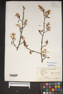 Amelanchier laevis image