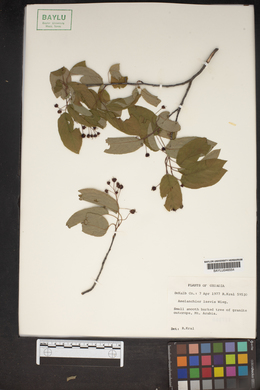 Amelanchier laevis image