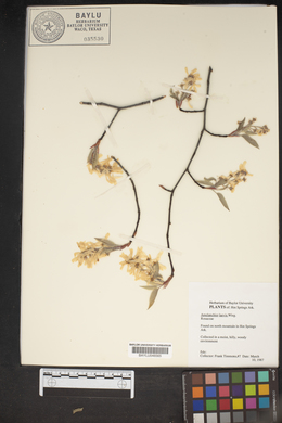 Amelanchier laevis image