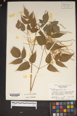 Aruncus dioicus image