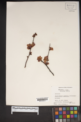 Chaenomeles japonica image