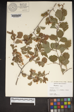 Crataegus viridis image