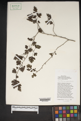Crataegus marshallii image