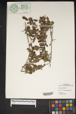 Crataegus spathulata image