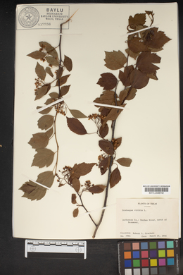 Crataegus viridis image
