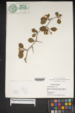 Crataegus viridis var. desertorum image