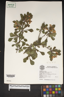 Crataegus viridis image