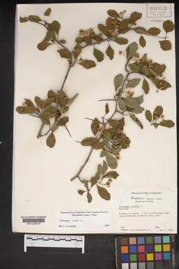 Crataegus viridis image