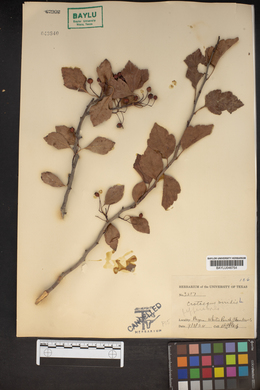 Crataegus viridis image