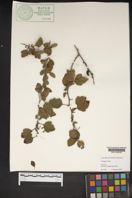 Crataegus viridis image
