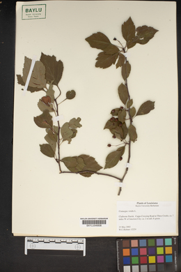 Crataegus viridis image