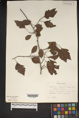 Crataegus viridis image