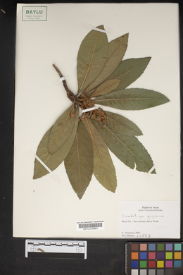 Eriobotrya japonica image