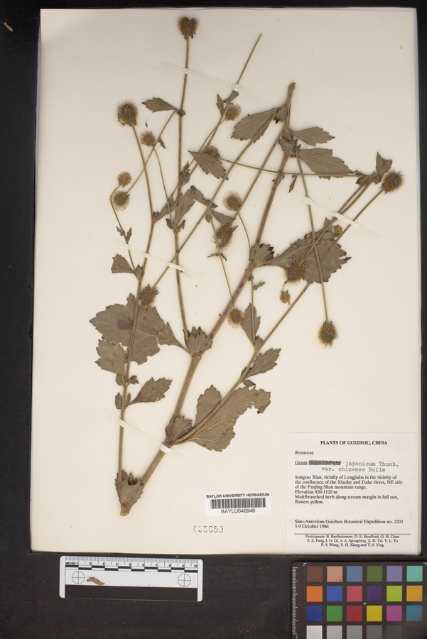 Geum japonicum var. chinense image