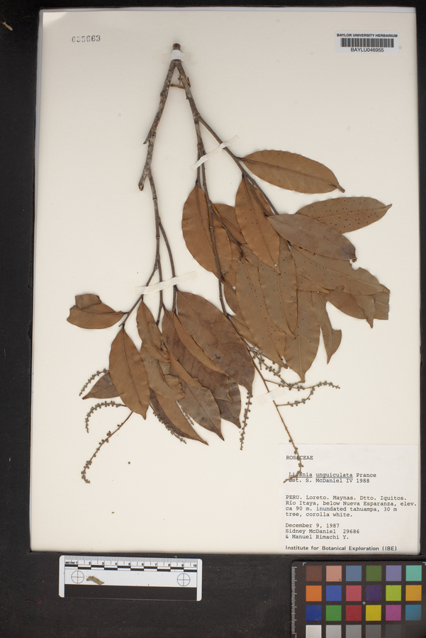 Moquilea unguiculata image
