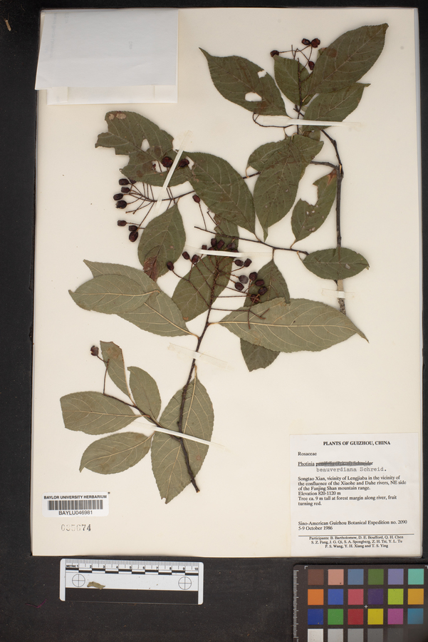 Photinia beauverdiana image