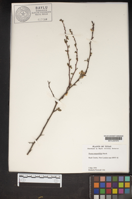 Prunus angustifolia image