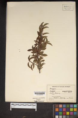 Prunus angustifolia image