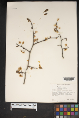 Prunus mexicana image