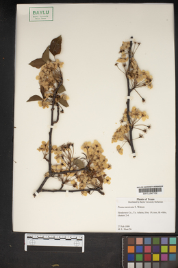 Prunus mexicana image