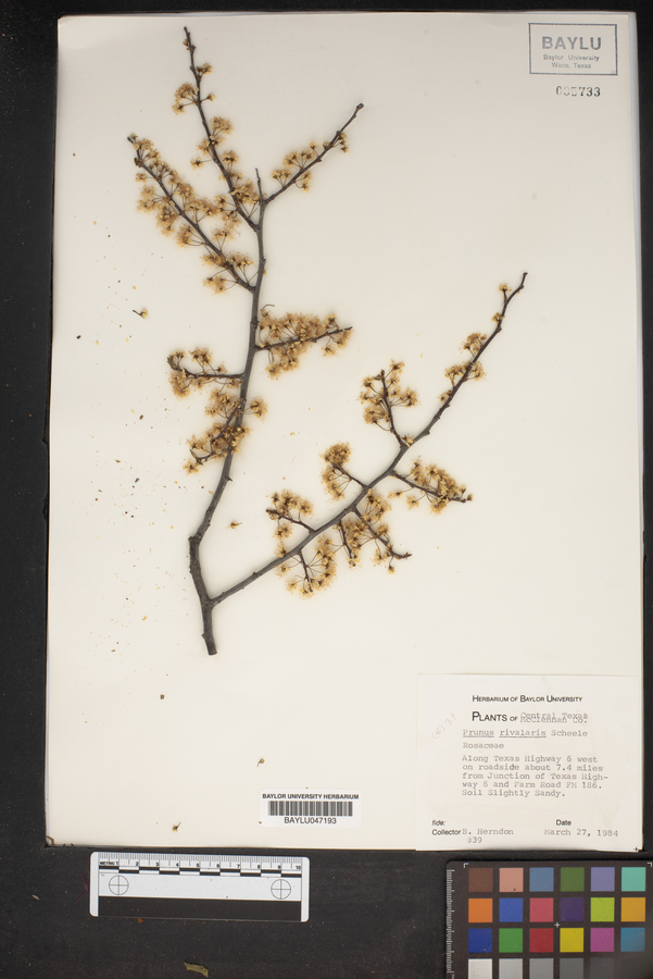 Prunus rivularis image