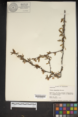 Prunus angustifolia image