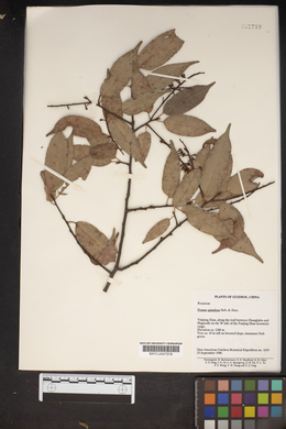 Image of Prunus spinulosa