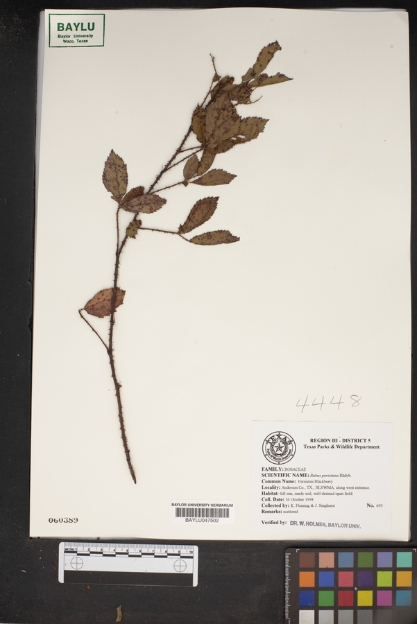 Rubus persistens image