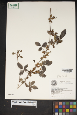 Rubus riograndis image