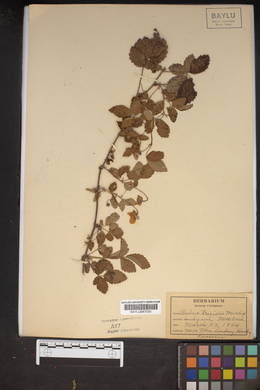 Rubus trivialis image