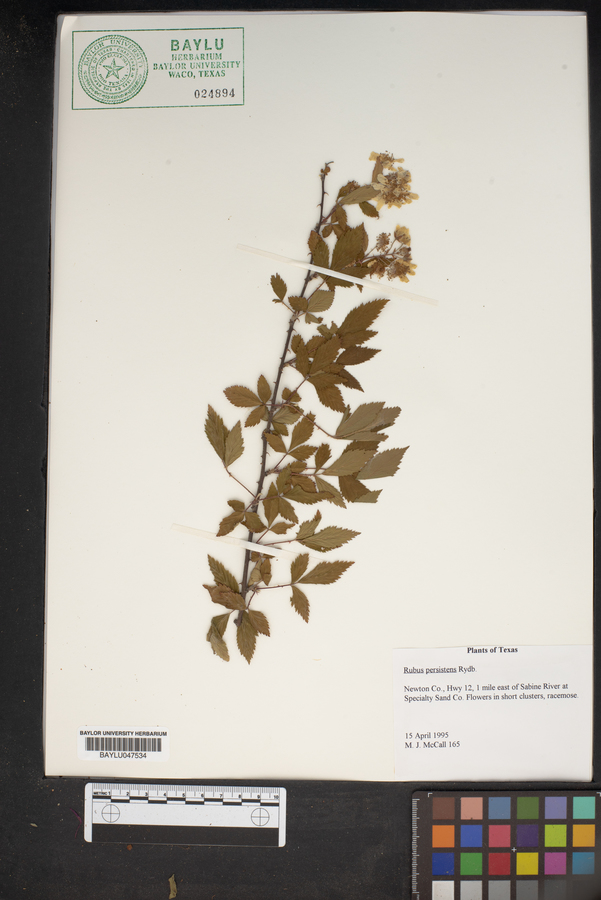 Rubus persistens image