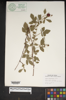 Rubus flagellaris image