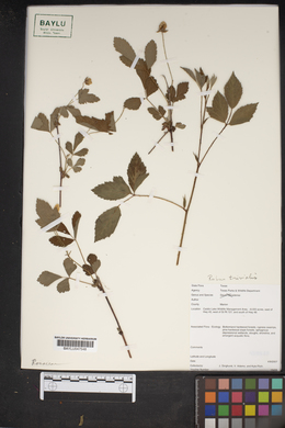 Rubus trivialis image