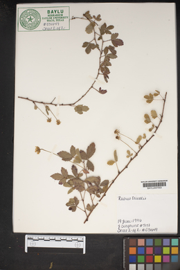 Rubus trivialis image