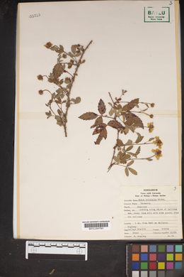 Rubus trivialis image