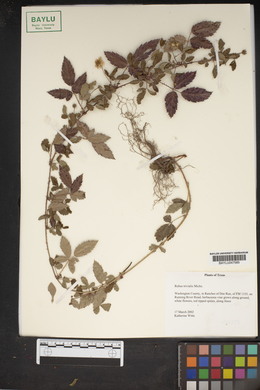 Rubus trivialis image