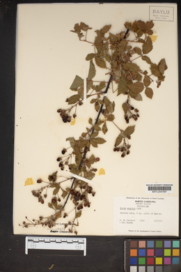 Rubus argutus image