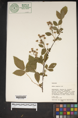 Rubus argutus image