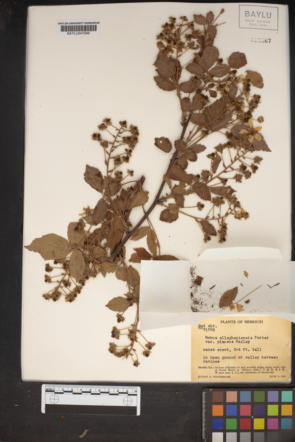 Rubus allegheniensis var. plausus image
