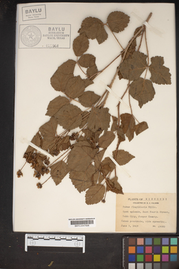 Rubus flagellaris image