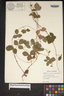 Rubus flagellaris image