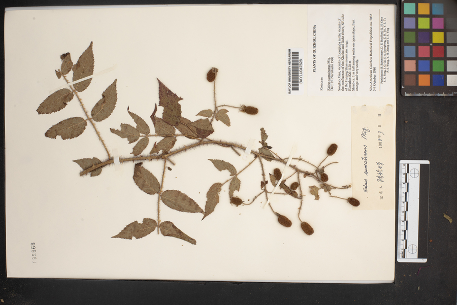 Rubus sumatranus image