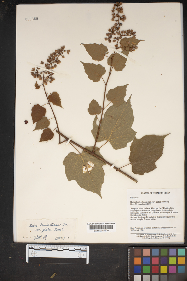Rubus hakonensis image
